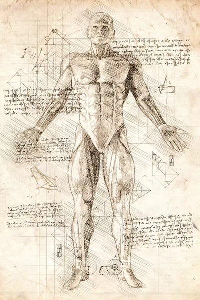 Medical & Dental Blueprints: Human Male Muscles Anatomy by Cornel Vlad
