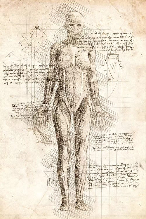 Human Female Muscles Anatomy