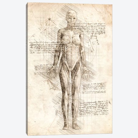 Human Female Muscles Anatomy Canvas Print #CVL52} by Cornel Vlad Canvas Print