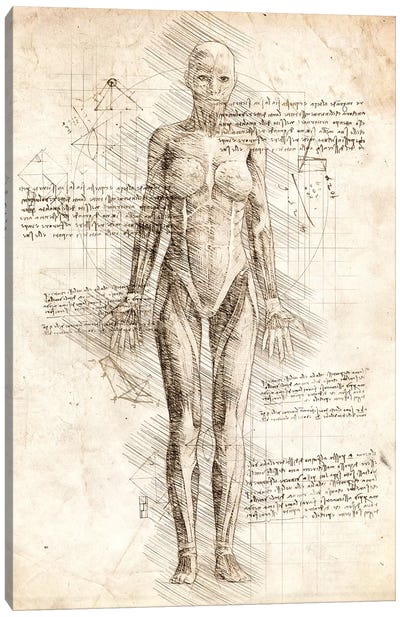 Human Female Muscles Anatomy Canvas Art Print - Medical & Dental Blueprints
