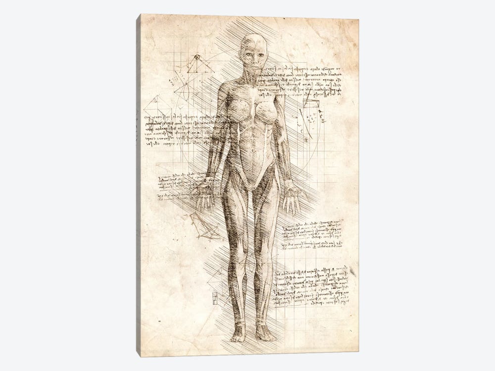 Human Female Muscles Anatomy by Cornel Vlad 1-piece Canvas Art