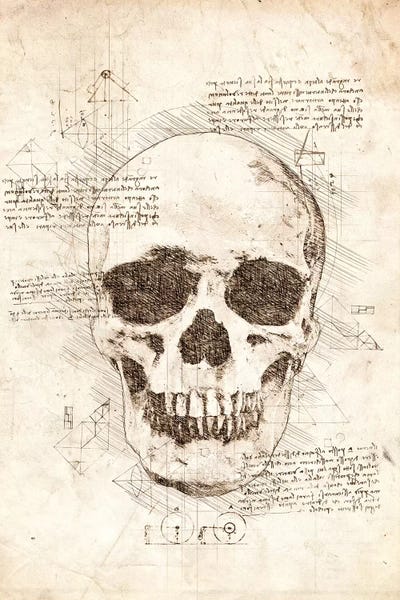 Human Skull