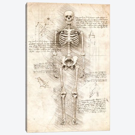 Human Skeleton Canvas Print #CVL89} by Cornel Vlad Canvas Art
