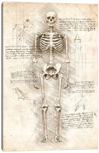 Human Skeleton Canvas Art Print - Medical & Dental Blueprints