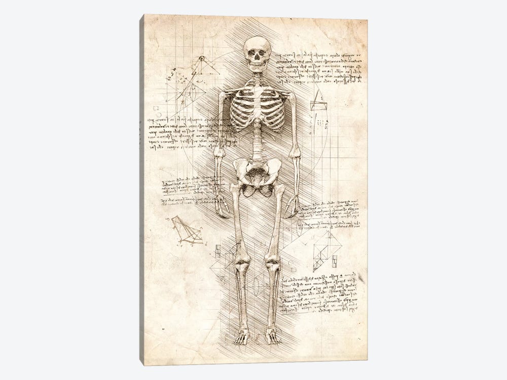 Human Skeleton by Cornel Vlad 1-piece Canvas Art