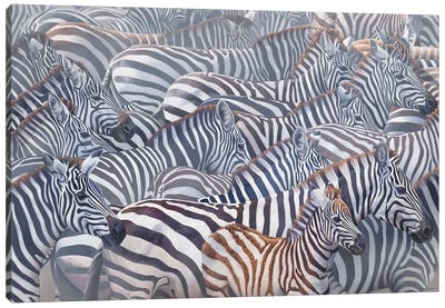 Synergy II Canvas Art Print - Zebra Art