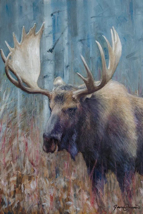 Fall Moose Study