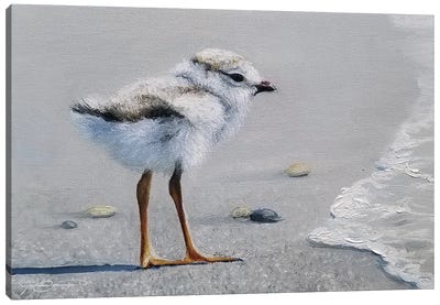 First Dip Canvas Art Print - Gull & Seagull Art