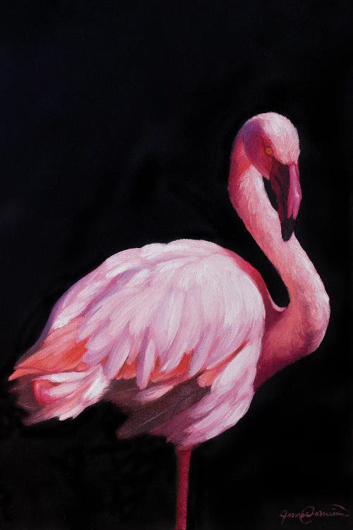 Flamingo II