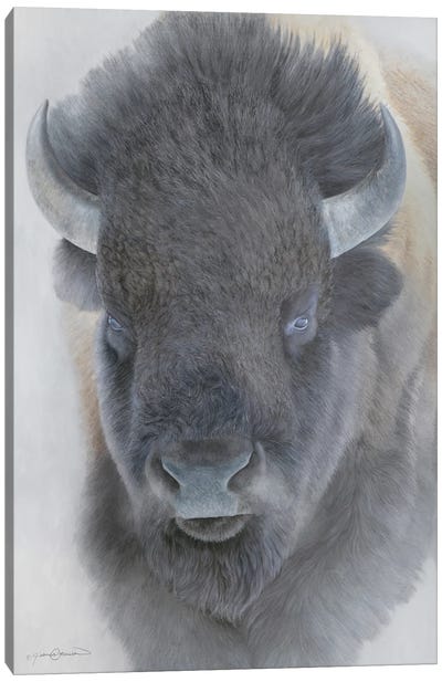Big Bison Canvas Art Print - Emotive Animals