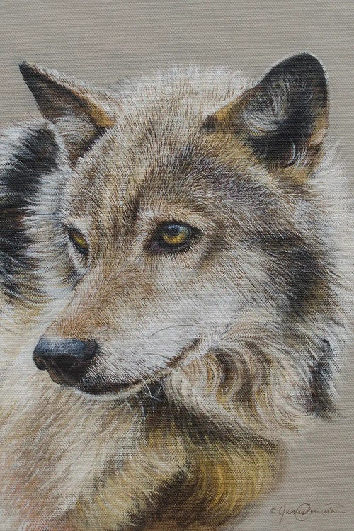 Portrait Of A Wolf