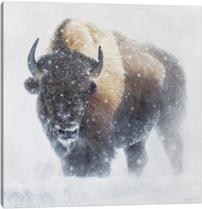 Whiteout Canvas Art Print - Bison & Buffalo Art