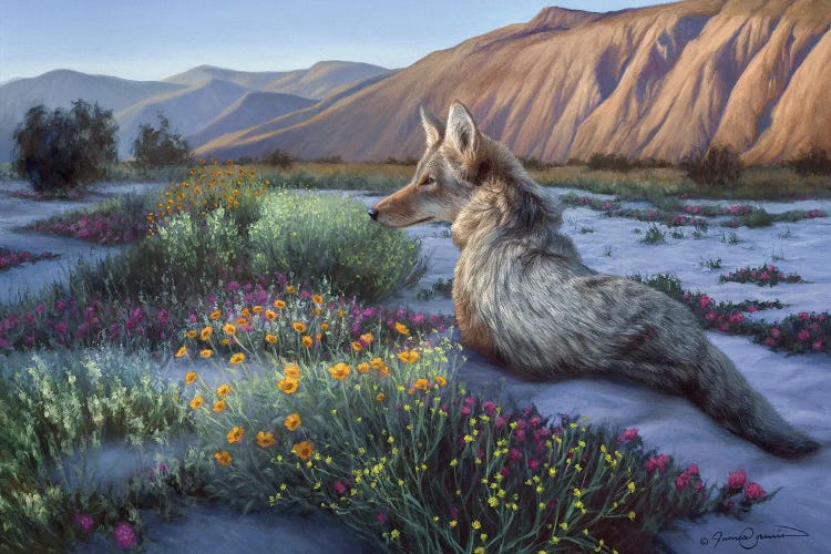 Desert Coyote