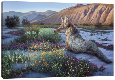 Desert Coyote Canvas Art Print - Coyote Art
