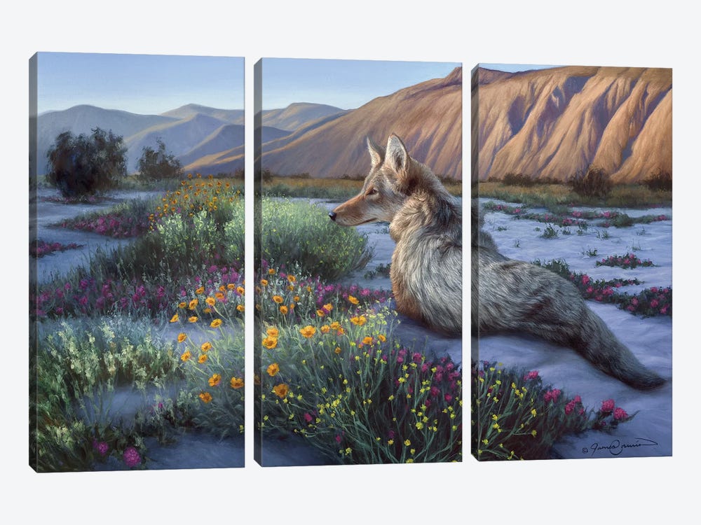 Desert Coyote by James Corwin 3-piece Canvas Print