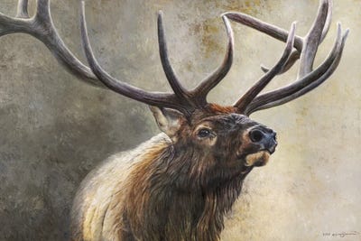 Elk