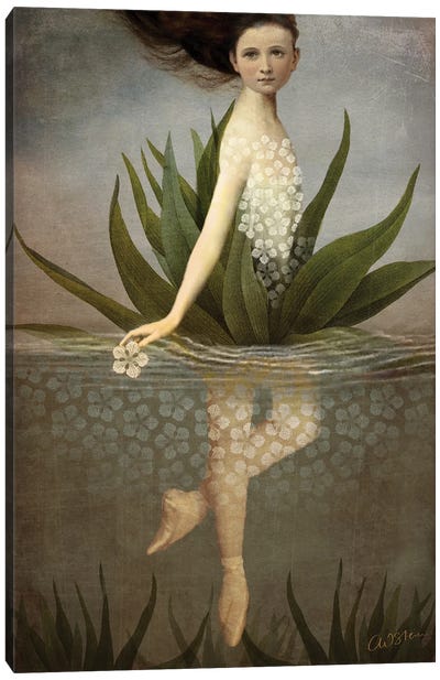 Waterlily Canvas Art Print - Catrin Welz-Stein