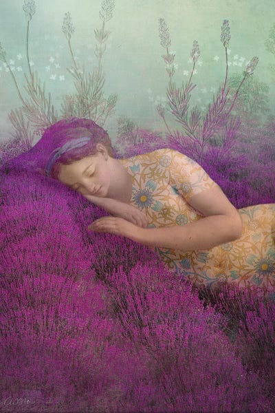 Dreamer: True Lavender by Catrin Welz-Stein