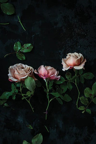 Koko Loco Roses by Cornelia Weber canvas print