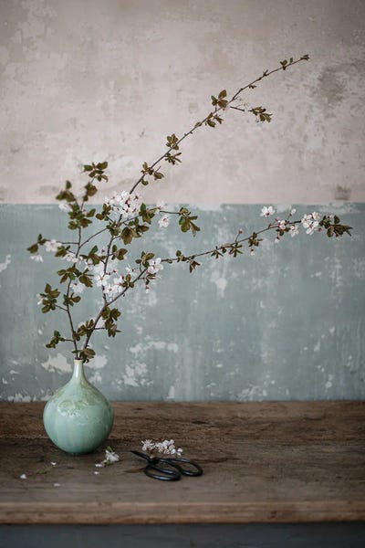 Cornelia Weber: Prunus Cerasifera by Cornelia Weber