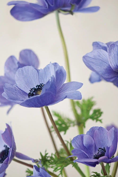 Blue Anemones