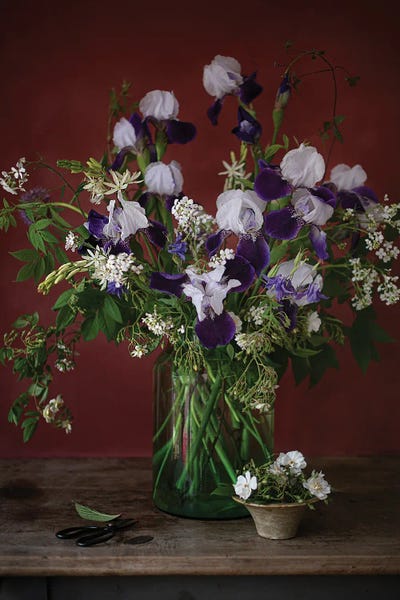 Irises: Iris Barabata by Cornelia Weber