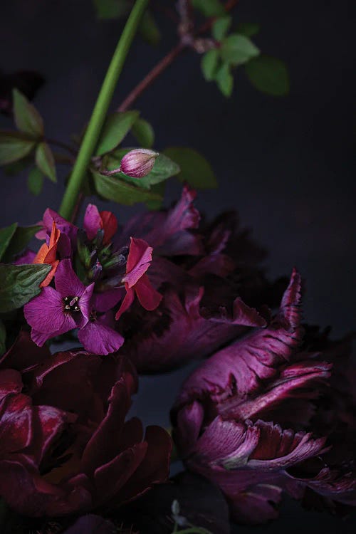 Black Parrot Tulips