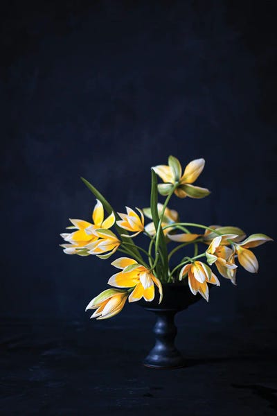 Cornelia Weber: Tulipa Tarda by Cornelia Weber