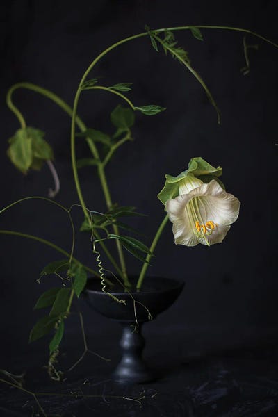 Cornelia Weber: Cobea Scandens by Cornelia Weber