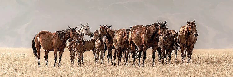 Montana Mares II by Christy Berry wall art