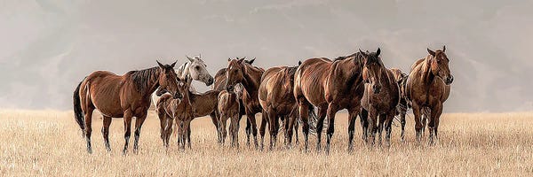 Montana: Montana Mares II by Christy Berry