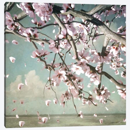Cherry Blossoms Canvas Print #CYD13} by Cynthia Decker Canvas Art Print