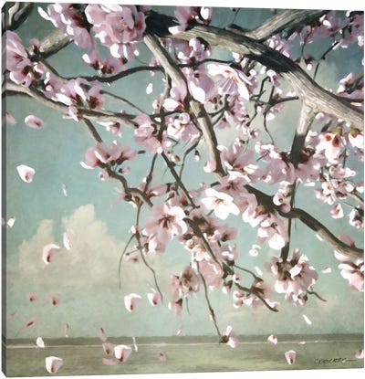 Cherry Blossoms Canvas Art Print - Cynthia Decker