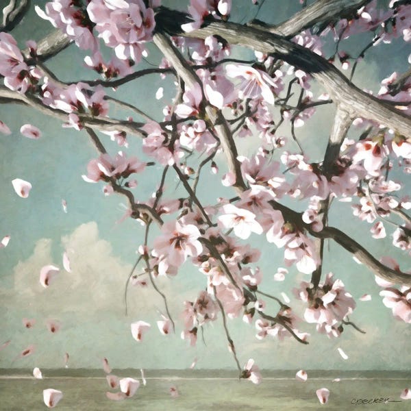 Blossoms: Cherry Blossoms by Cynthia Decker