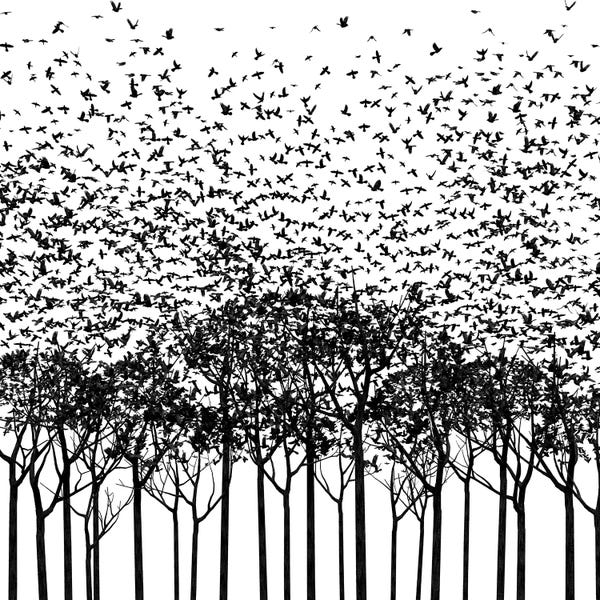 Black & White Florals: Aki Monochrome by Cynthia Decker