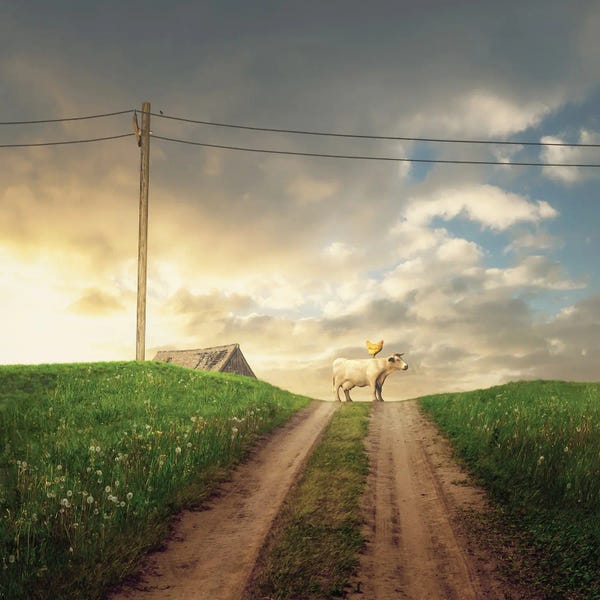 Chickens & Roosters: The Odyssey by Cynthia Decker