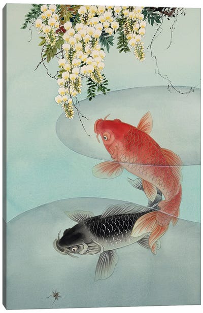 Curious Koi Canvas Art Print - Asian Décor