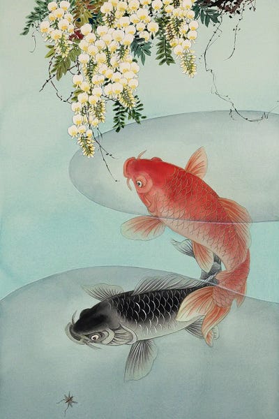 Fish: Curious Koi by Caroline R. Young