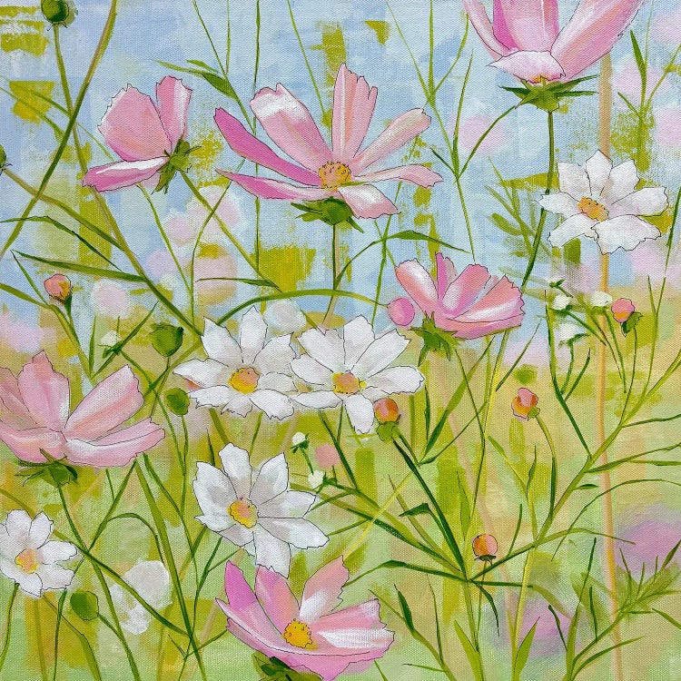 Cosmos In Pink And White