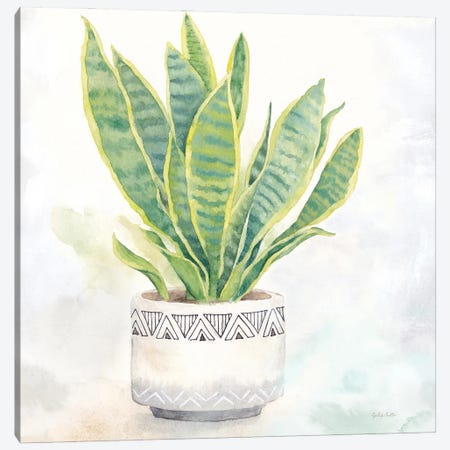 Houseplant IV Snake Plant Canvas Print #CYN305} by Cynthia Coulter Canvas Print