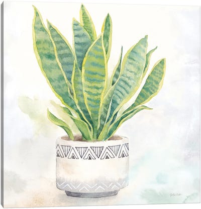 Houseplant IV Snake Plant Canvas Art Print - Global Patterns