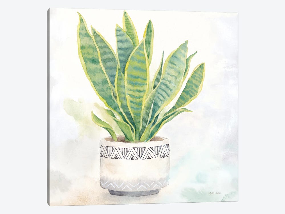 Houseplant IV Snake Plant by Cynthia Coulter 1-piece Canvas Art Print
