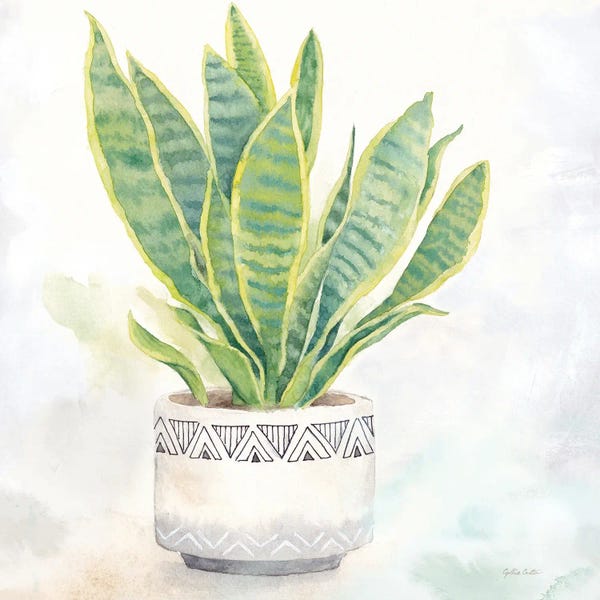 Global Patterns: Houseplant IV Snake Plant by Cynthia Coulter