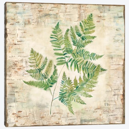 Birch Bark Ferns I Canvas Print #CYN3} by Cynthia Coulter Canvas Art