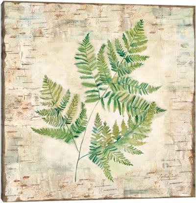 Birch Bark Ferns I Canvas Art Print - Ferns