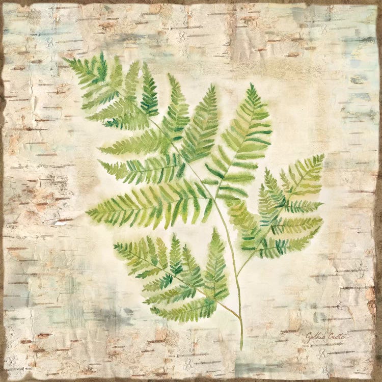 Birch Bark Ferns II