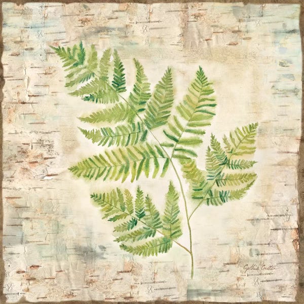 Ferns: Birch Bark Ferns II by Cynthia Coulter