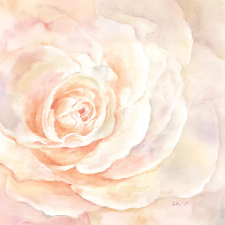 Blush Rose Closeup I by Cynthia Coulter wall art