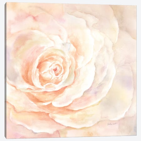 Blush Rose Closeup I Canvas Print #CYN5} by Cynthia Coulter Art Print