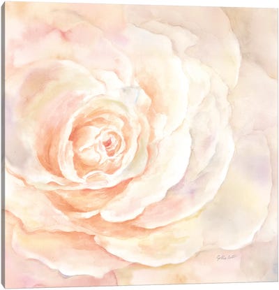 Blush Rose Closeup I Canvas Art Print - Cynthia Coulter